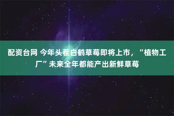 配资台网 今年头茬白鹤草莓即将上市，“植物工厂”未来全年都能产出新鲜草莓